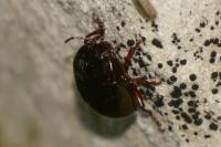 Chrysolina bankii
