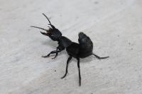 Ocypus olens