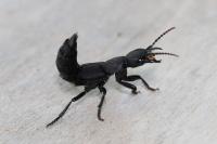 Ocypus olens