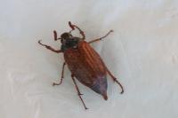 Melolontha melolontha