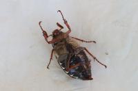 Melolontha melolontha