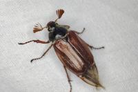 Melolontha melolontha