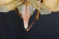Melolontha melolontha