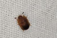 Cychramus luteus