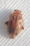 Arrhenocoela lineata