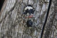 Clerus mutillarius