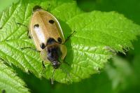 Dendroxena quadrimaculata