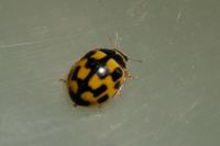 Propylea quatuordecimpunctata