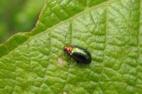 Crepidodera aurata