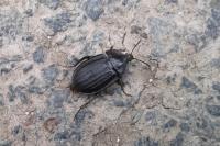 Silpha obscura