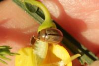 Gonioctena olivacea