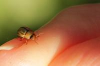 Gonioctena olivacea