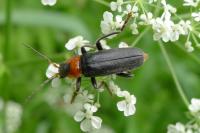 Cantharis fusca