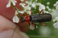 Cantharis pellucida