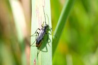 Rutpela nigra