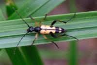 Rutpela maculata