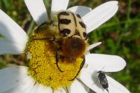 Trichius gallicus