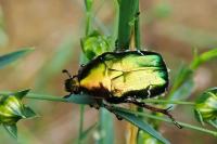 Cetonia aurata