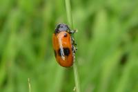 Clytra laeviuscula