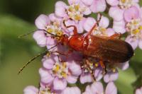 Rhagonycha fulva