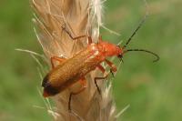 Rhagonycha fulva