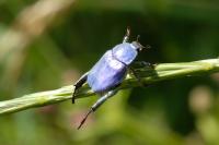 Hoplia coerulea
