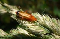 Rhagonycha fulva
