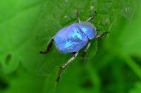Hoplia coerulea