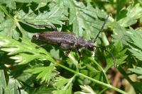 Stictoleptura scutellata