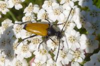 Stictoleptura fulva