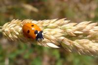 Coccinella septempunctata