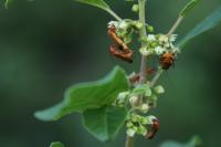 Rhagonycha fulva