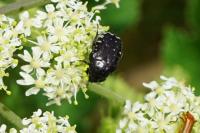 Oxythyrea funesta