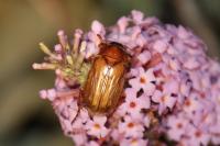 Amphimallon solstitiale
