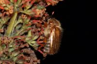 Amphimallon solstitiale