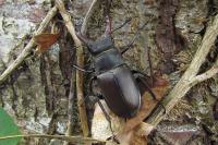 Lucanus cervus