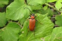 Stictoleptura rubra