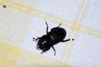 Dorcus parallelipipedus