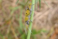 Chlorophorus glabromaculatus
