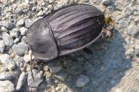 Silpha carinata