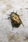Potosia cuprea