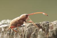 Curculio elephas