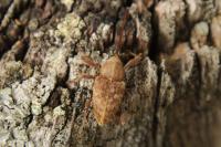 Curculio elephas
