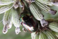 Chrysolina americana