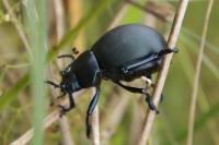 Timarcha tenebricosa