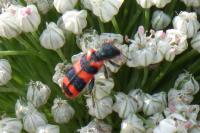 Trichodes alvearius