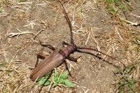 Aegosoma scabricorne