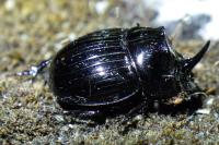 Copris lunaris