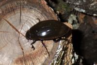 Hydrophilus piceus