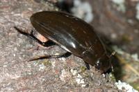 Hydrophilus piceus